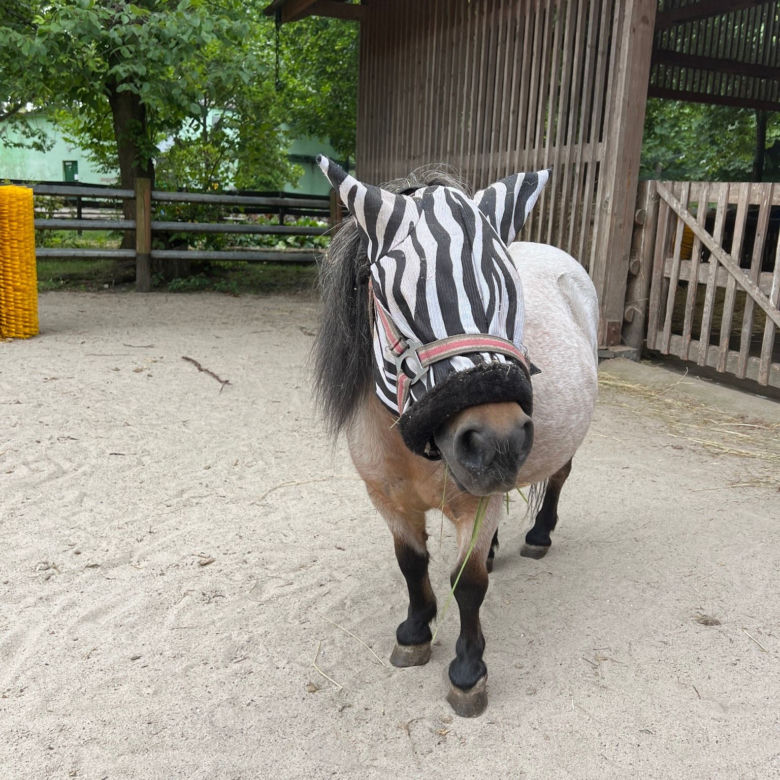 Ni to zebra, ni to koń. Wszystkiemu winne są... owady