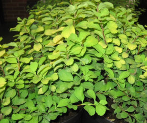 Tawuła brzozolistna 'Tor Gold'