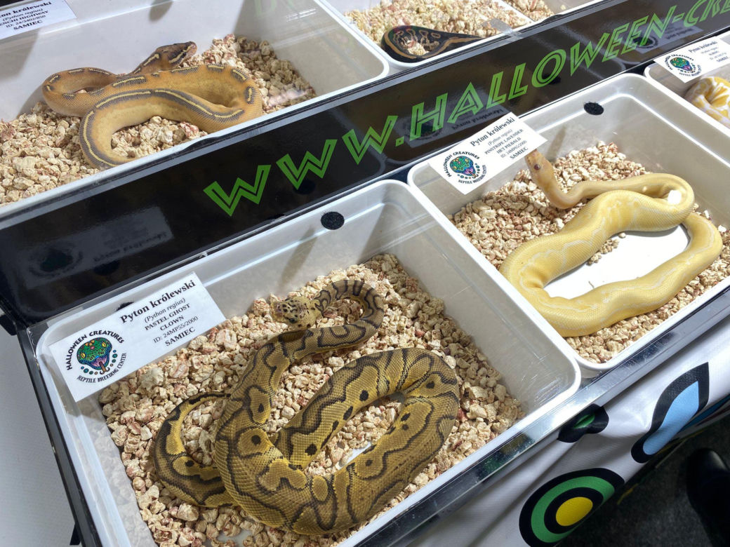 Zooegotyka w Zielonej Górze. Do hali CRS przybyły tłumy