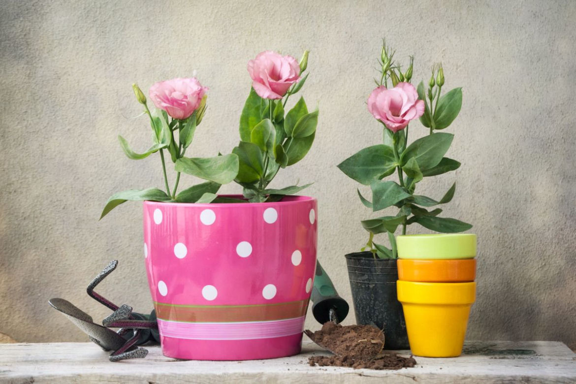 Eustoma