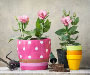 Eustoma