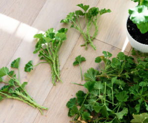 Kiedy i jak samodzielnie zrobić sadzonki pelargonii?