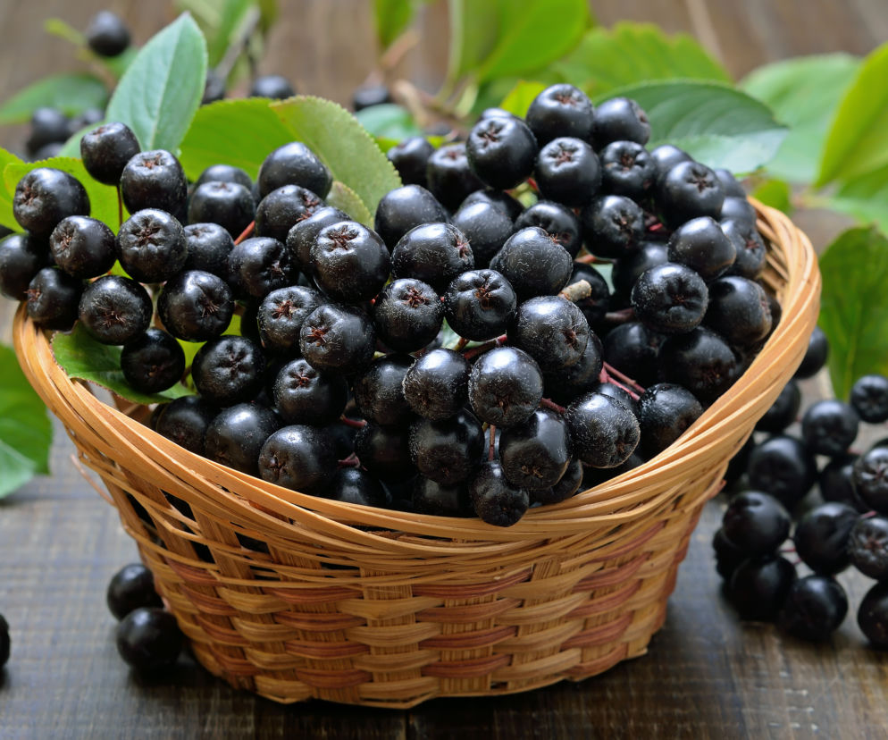 Aronia dobra na wszystko