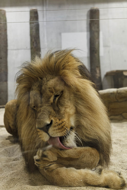 Zoo Opole. Lwy na wybiegu po 24 latach! Wielkie koty wróciły [ZDJĘCIA]