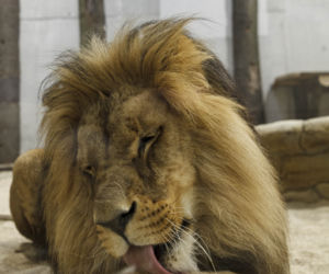 Zoo Opole. Lwy na wybiegu po 24 latach! Wielkie koty wróciły [ZDJĘCIA]