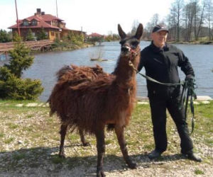 Lama z Bierunia złapana