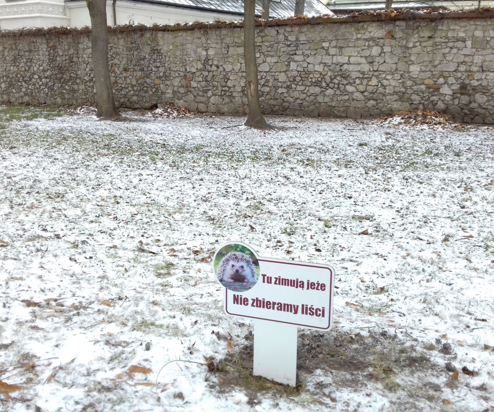 Kopczyki z liści dla jeży w kieleckich parkach