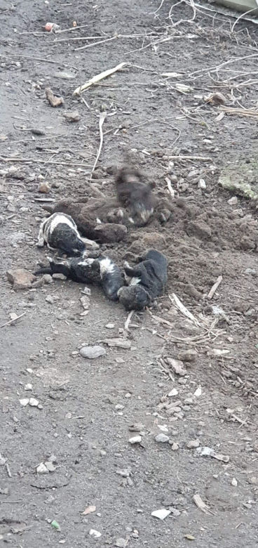 SKANDAL pod Pińczowem! 55-latka ZAKOPAŁA szczeniaki w ziemi! Jeszcze żyły?