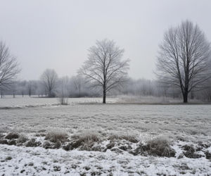 Pogoda w Żarach 20.11.2025. Czy zima uderzy dziś ze zdwojoną siłą?