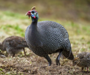 Perliczka zwyczajna (Numida meleagris)