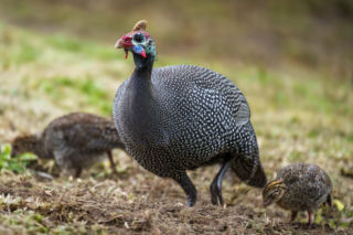 Perliczka zwyczajna (Numida meleagris)