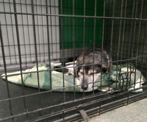 Wielka akcja w schronisku pod Radomiem. Zwierzęta pilnie szukają domów!