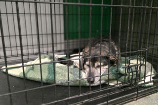 Wielka akcja w schronisku pod Radomiem. Zwierzęta pilnie szukają domów!