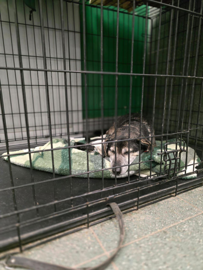 Wielka akcja w schronisku pod Radomiem. Zwierzęta pilnie szukają domów!