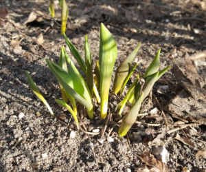 Natura budzi się do życia! W Ogrodzie Botanicznym UKW czuć już wiosnę! [ZDJĘCIA]