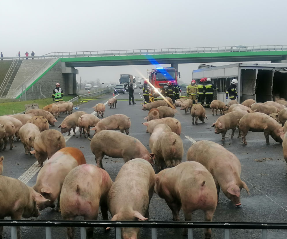 Świnie zablokowały trasę S6
