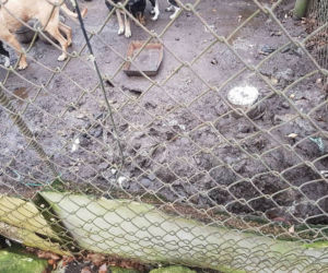 Interwencja OTOZ Animals w Suchym Dębie