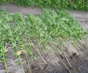 Nielegalna uprawa konopi tuż przy drodze w okolicach Gniezna. Do kogo należała? [ZDJĘCIA]