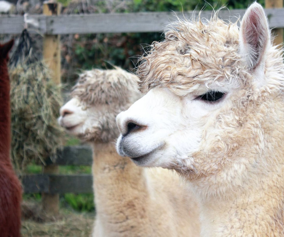 lama