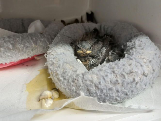 Dniami i nocami ratują dzikie zwierzęta. Niezwykłe miejsce w Spytkówkach w powiecie kościańskim