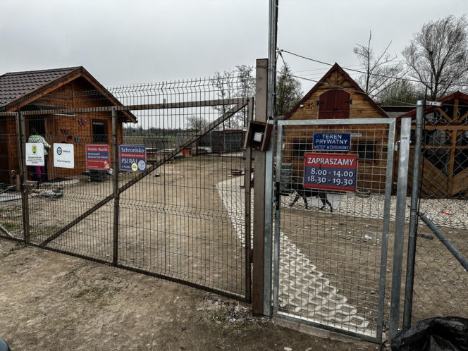 Zabrali dzieciom psa jak rzecz