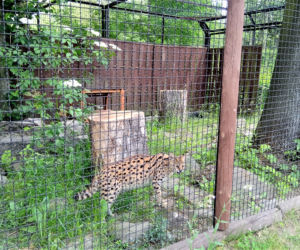 Śląski Ogród Zoologiczny ma nowego lokatora! To 14-miesięczna samica Serwala [ZDJĘCIA, AUDIO]