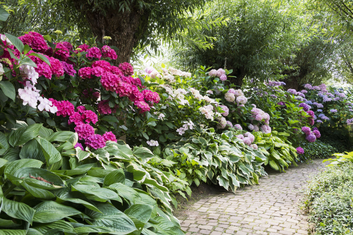 Rododendron