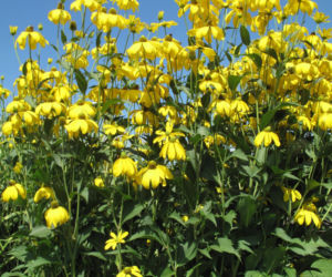 Rudbekia lśniąca