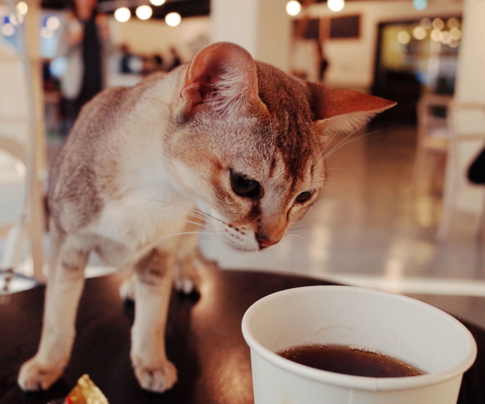 cat cafe