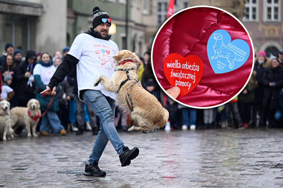 Poznań. Pokaz wyszkolenia psów z grupy „Golden Retriever WOŚP w Poznaniu” podczas 33. Finału Wielkiej Orkiestry Świątecznej Pomocy