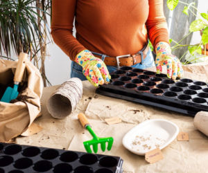 Wysiew nasion na rozsadę