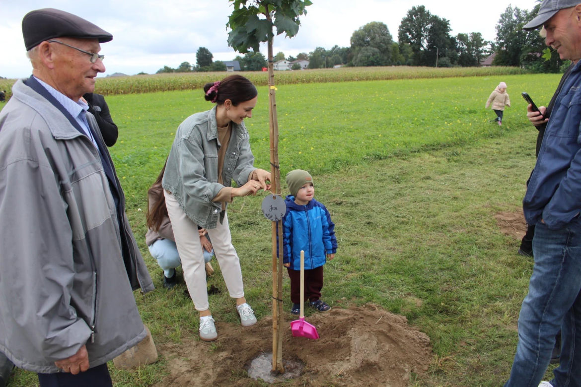 sadzenie drzew w Kraszewicach 2026