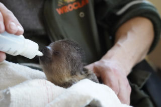 Mały leniwiec z wrocławskiego zoo rozczula do łez! Muszą się nim opiekować pracownicy [WIDEO, ZDJĘCIA]