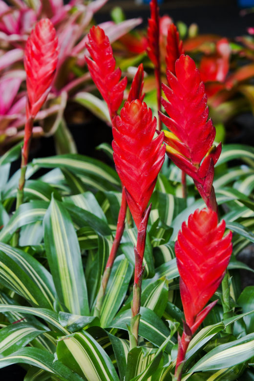 Frizea lśniąca (Vriesea splendens) 