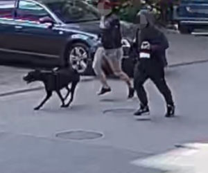 Pies rzucił się na rowerzystkę. Właściciel trafił do więzienia