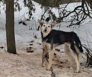 Szesnaście skrajnie zaniedbanych psów. Małżeństwo odpowie za znęcanie się nad zwierzętami