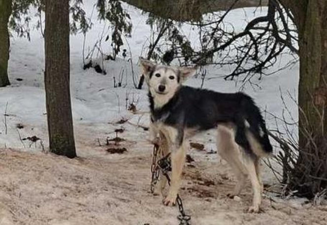Szesnaście skrajnie zaniedbanych psów. Małżeństwo odpowie za znęcanie się nad zwierzętami
