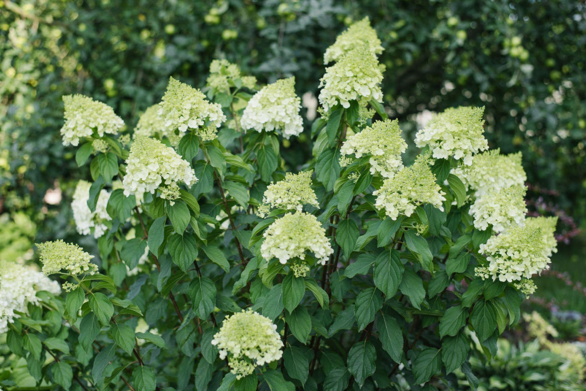 Hortensja bukietowa 'Polar Bear'