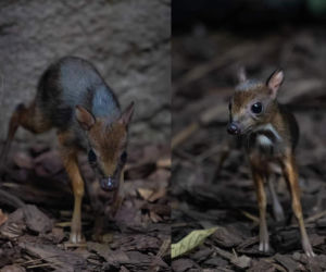 W Warszawskim ZOO urodził się myszojeleń. Maluch skradł serca internatom