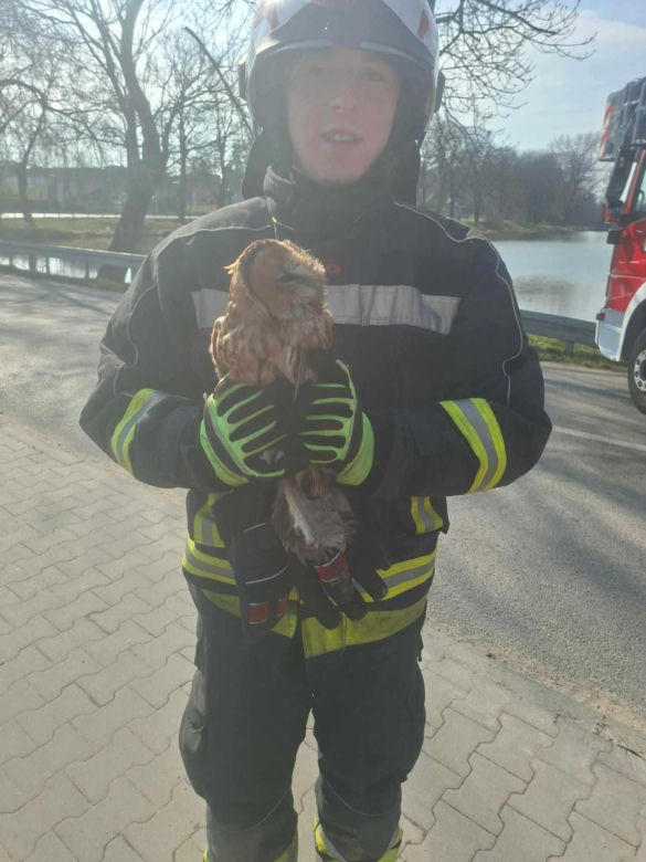 Nietypowa akcja ratunkowa. Sowa uwolniona z sieci