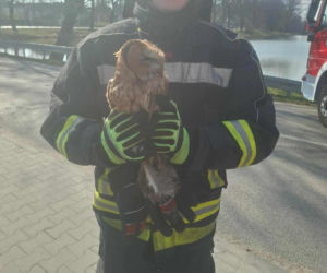 Nietypowa akcja ratunkowa. Sowa uwolniona z sieci