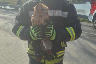 Nietypowa akcja ratunkowa. Sowa uwolniona z sieci