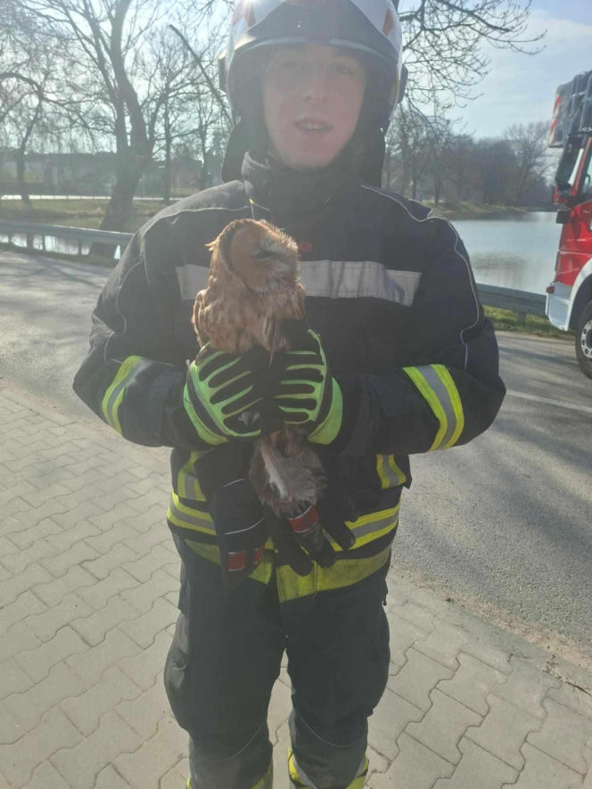 Nietypowa akcja ratunkowa. Sowa uwolniona z sieci