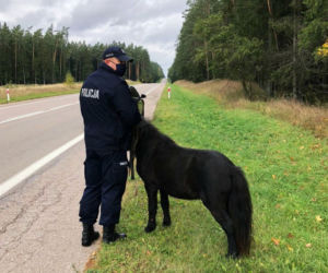 Koń bez opieki na drodze! [ZDJĘCIA]