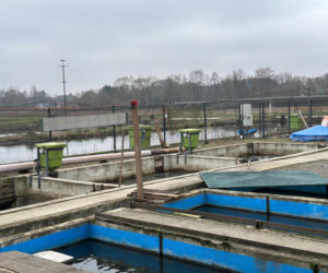 Karp z Rytwian na wigilijnym stole