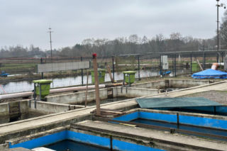 Karp z Rytwian na wigilijnym stole