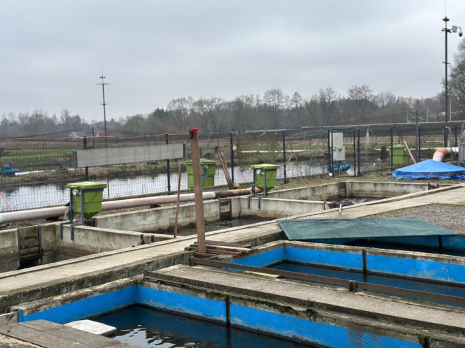 Karp z Rytwian na wigilijnym stole