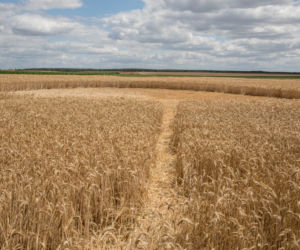 Kręgi w zbożu