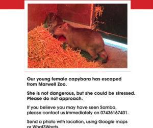 Kapibara uciekła z zoo