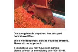 Kapibara uciekła z zoo